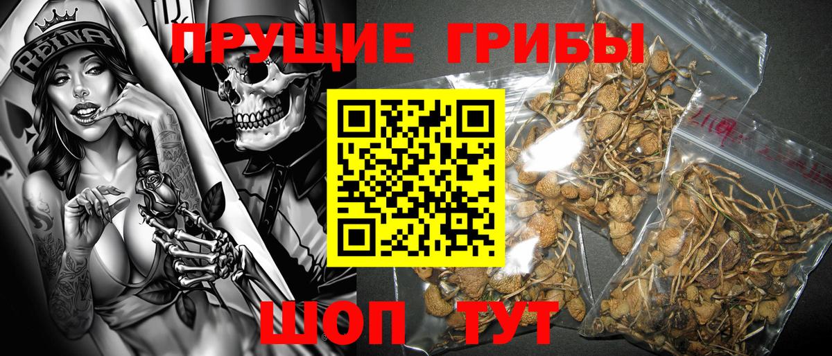 Псилоцибиновые грибы Psilocybine cubensis  Богданович 