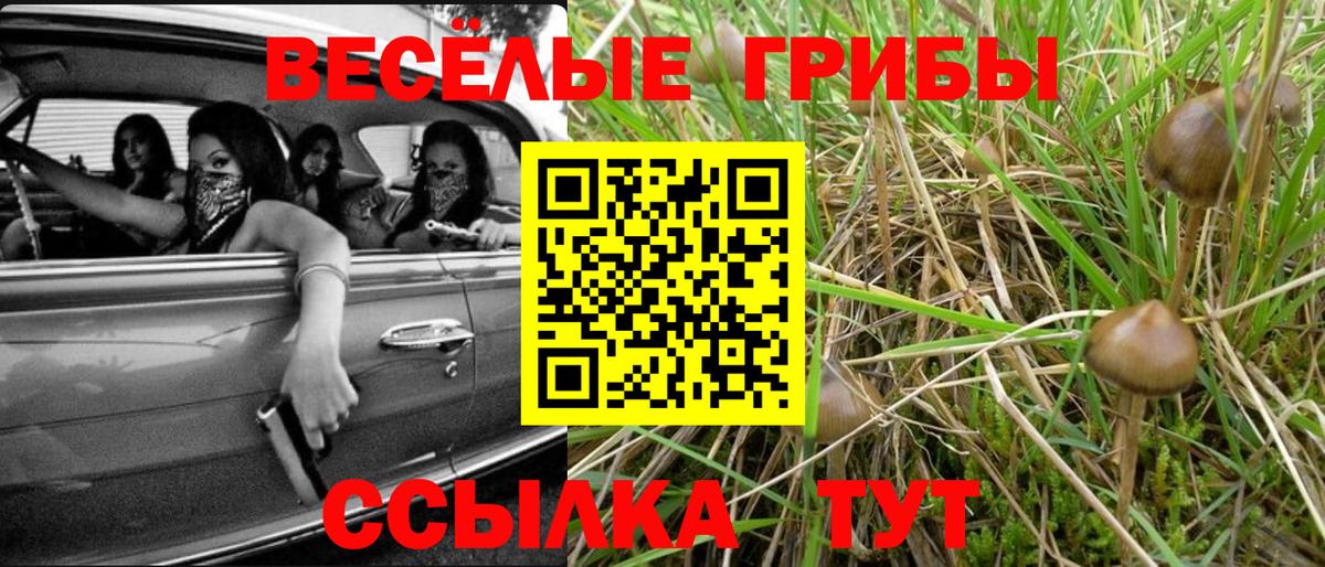 Псилоцибиновые грибы прущие грибы Богданович