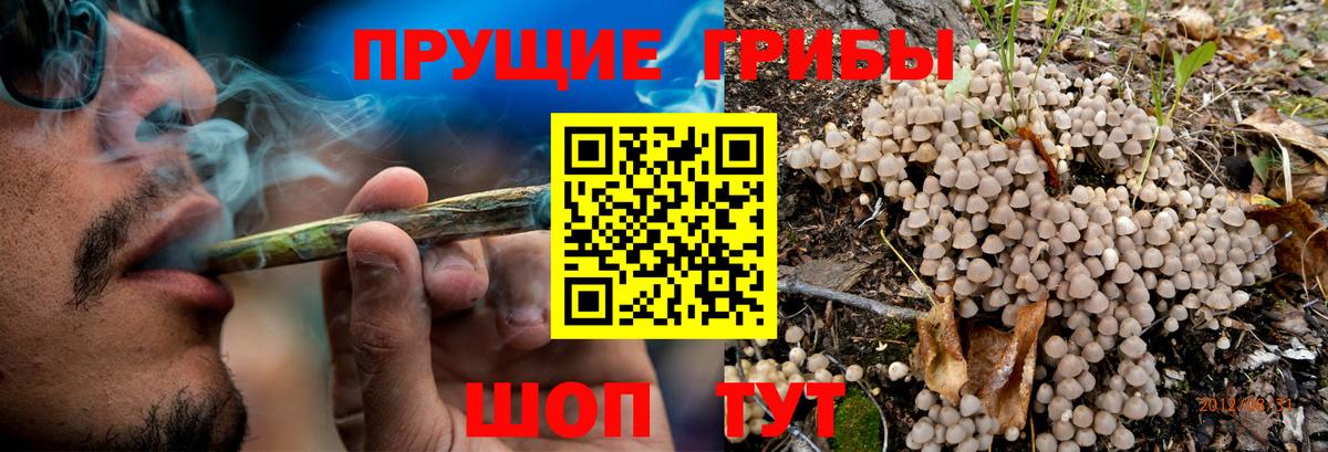 Богданович  Галлюциногенные грибы Psilocybine cubensis  Вход с VPN 